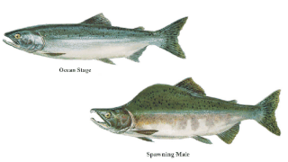 Pink salmon