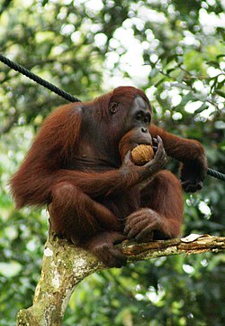 Borneo orangutanas (Pongo pygmaeus)