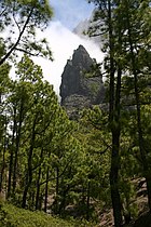 Pinus canariensis forest, La Palma