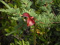 Une sarracénie pourpre (Sarracenia purpurea) visible au sentier de la tourbière.