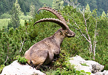 Steinbock 2006 08 2.jpg