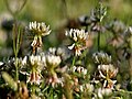 Trifolium repens