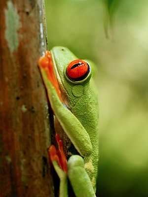 Listovnice červenooká (Agalychnis callidryas)