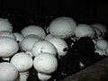 Zucht-Champignon (Agaricus bisporus)