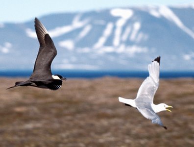 Arkta rabmevo ĉasanta Trifingran mevon ĉe Svalbard