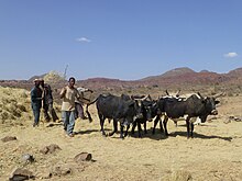 Ethiopie, région Tigray, près de Samre, au sud de Mékélé : battage du teff (Eragrostis tef)