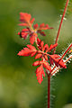 Geranium robertianum