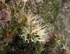 Miniacina miniacea, un autre foraminifère contemporain, de la famille des Homotrematidae.