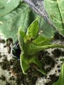 Atropa belladonna L. Revers du calice fructifère, montrant les dos concaves des lobes du calice avec de la saleté provenant de la pollution de l'air recouvrant des trichomes collants.