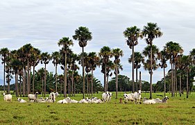 Colombia