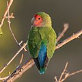 El inseparable de Namibia (Agapornis roseicollis) es una especie de ave psitaciforme de la familia Psittacidae. Es nativo de las regiones áridas del suroeste de África, como el desierto del Namib. Es un ave sociable que fácilmente puede ser domesticada. También se conocen como «pájaros del amor», ya que una vez establecen una pareja reproductora, la suelen mantener de por vida. Por Charlesjsharp.