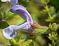 Salvia africana-caerulea