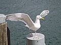 Larus argentatus