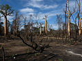 Morondava, Madagascar