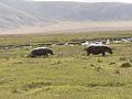 Seekoeie wei in Ngorongoro, Tanzanië