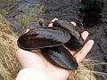 et la Moule perlière d'eau douce (Margaritifera margaritifera).