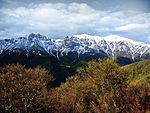 Trees in front, snow-covered mountains in the back