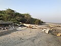 White Sand Beach with wooden log in Bakkhali