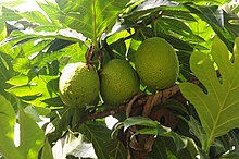 Three green fruits with many small dimples hanging from a tree. It is a bright and sunny day.
