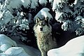 늑대 (neukdae) loup