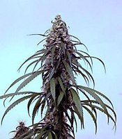 Racema ženske hašišne biljke roda Cannabis