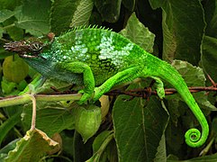 Caméléon, dans les Monts Usambara, en Tanzanie.