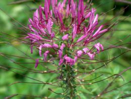 Kleopátra tűje (Cleome spinosa)