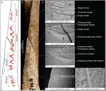 Radius-Unterarm-Knochen aus Gough’s Cave mit Schlag- und Kratz-Spuren