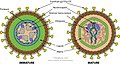 Cápside de la familia Retroviridae que infecta animales.