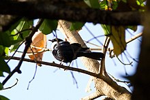 Male white-collared starling perched in a tree