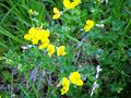 Paprastasis garždenis (Lotus corniculatus)