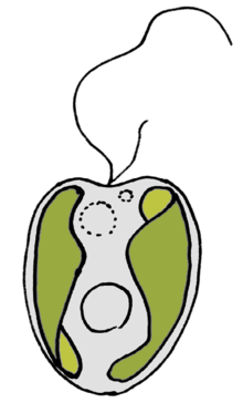 Ochromonas sp. (Chrysophyceae), with two unequal (heterokont) flagella. Mastigonemes not represented.