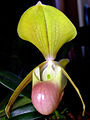 Paphiopedilum helenae