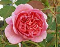 Boscobel (Rose)