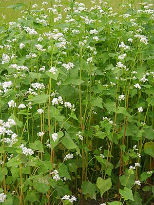 Echt Bokwiaten (Fagopyrum esculentum)