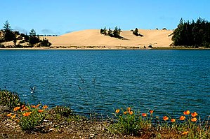 Orange flowers in the foreground with blue water and across the water is sandy dunes and some evergreens.