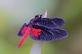 Dark-winged skimmer (Diastatops pullata), самець