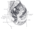 Ayol tos suyagining median sagittal qismi