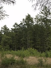 Lariksebos, etappe Doorn - Rhenen, in Nationaal Park Utrechtse Heuvelrug