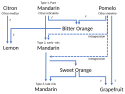 Hybrid origins of orange