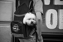 Perro en una mochila