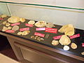 Fossils in Mersin Naval Museum