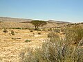 Acacia en el makhtesh Gadol