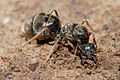 Ant queen excavating a hole