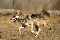 Mexikanischer Wolf (von USFWS/Jim Clark)