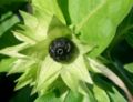 Plod nocenky jalapské (Mirabilis jalapa)