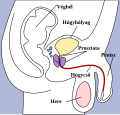 A prosztata helyzetének vázlatos képe
