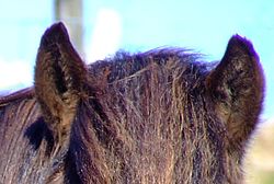 Burada ciddi Mor saçak problemi atın perçeminin, yelesinin ve kulağının kenarlarında görülebilir.