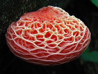 Rhodotus palmatus fungus