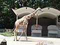 Seekor zirafah di Zoo Negara, Malaysia.